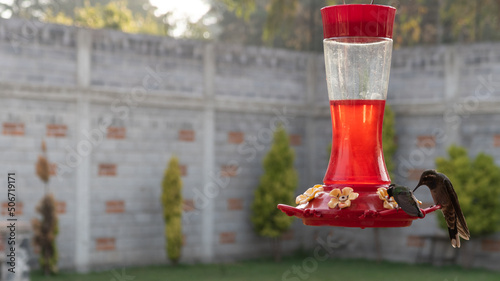 colibrí grande junto a pequeño, beben nectar rojo en bebedero de jardín con barda y arboles al fondo  photo