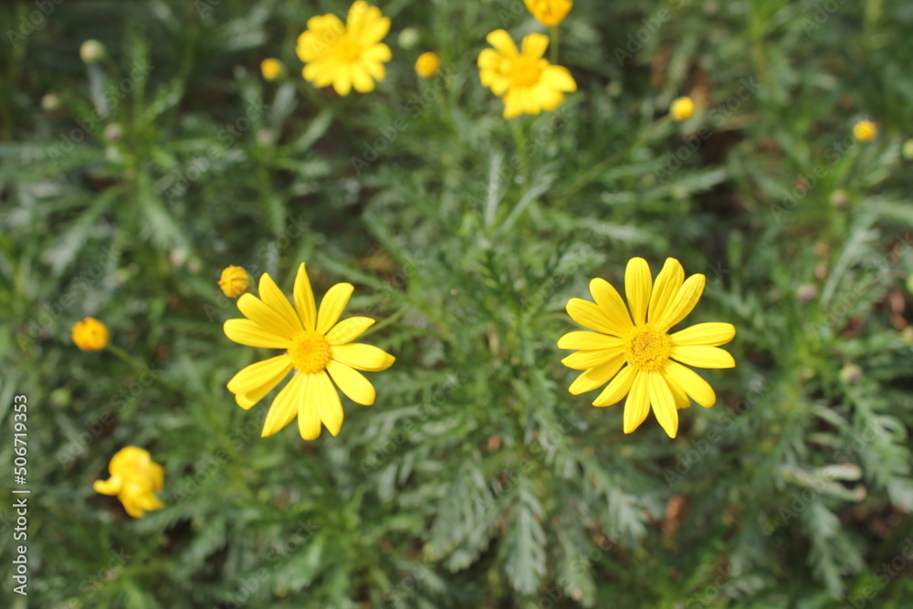Two,2 Yellow Daisies (Euryops pectinatus) with a green plant background. Two,2 Yellow Daisies (Euryops pectinatus) with a green plant background.