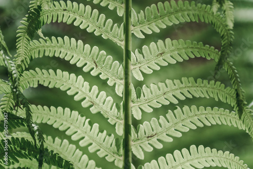 Unsaturation green leaf of fern close up. Green natural background or texture