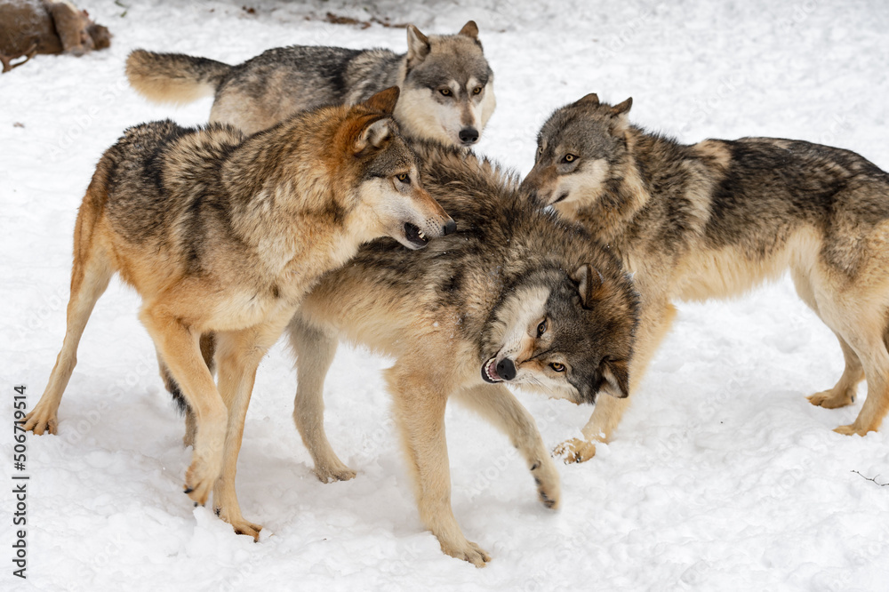 Grey Wolf (Canis lupus) Pack Mingles Snarling Winter