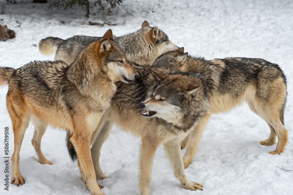 Grey Wolf (Canis lupus) Pack Comes Together Sniffing and Snarling Winter