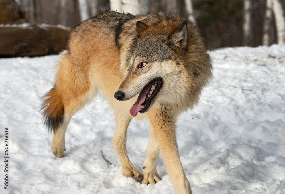 Grey Wolf (Canis lupus) Turns While Walking By Mouth Open Winter Grey Wolf (Canis lupus) Turns While Walking By Mouth Open Winter