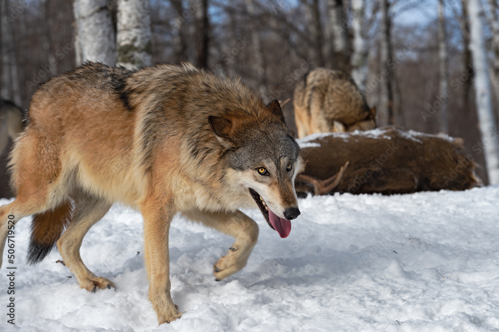 Grey Wolf (Canis lupus) Walks By Eyeing Viewer Deer and Pack in Background Winter