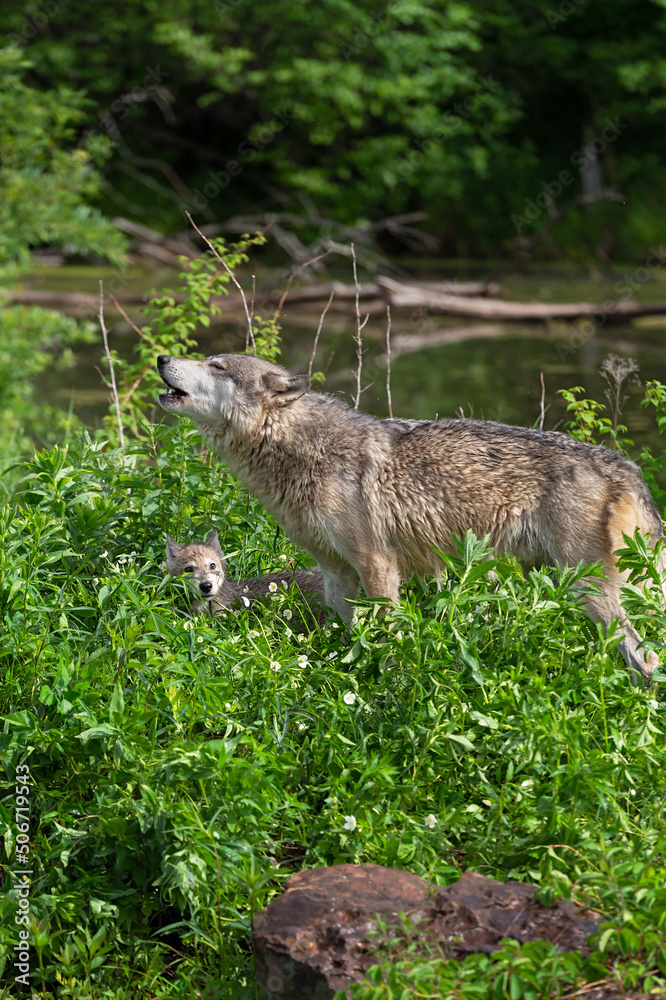 Fototapeta premium Grey Wolf (Canis lupus) Raises Head to Howl with Pup Summer