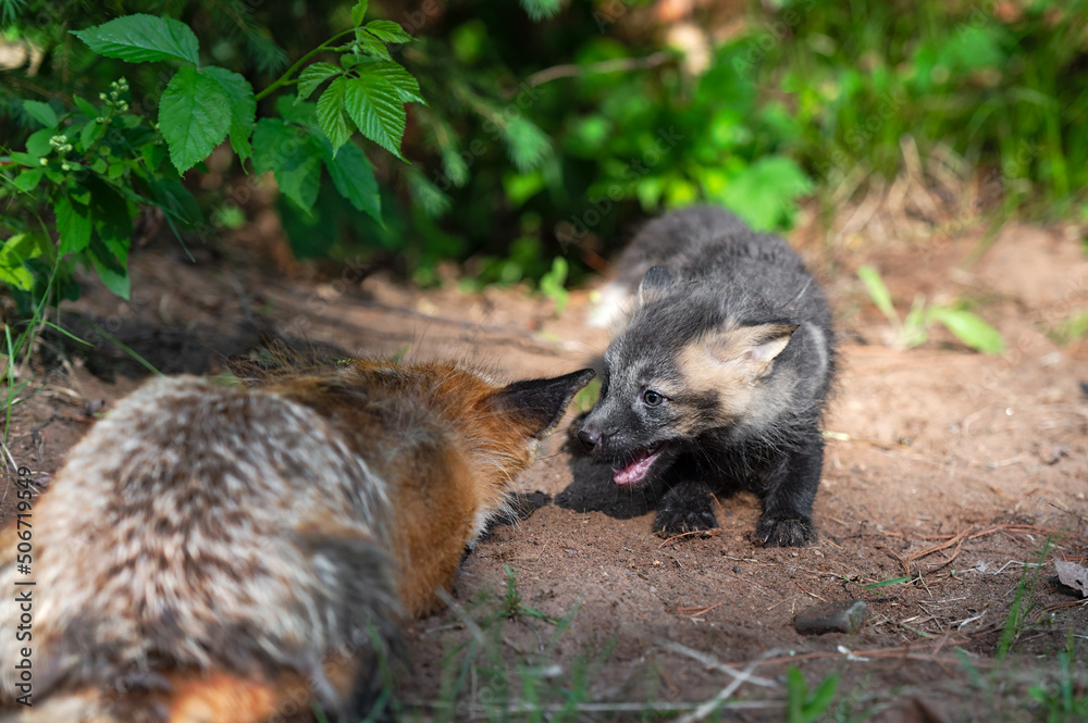 Red Fox (Vulpes vulpes) Kit Mouth Open Near Sleeping Adult at Den Summer Red Fox (Vulpes vulpes) Kit Mouth Open Near Sleeping Adult at Den Summer