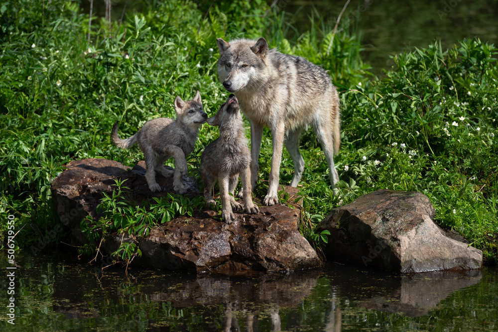 Grey Wolf (Canis lupus) Pup Noses Up to Nuzzle Adult on Island Edge Summer