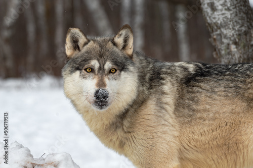 Grey Wolf (Canis lupus) Turns to Look Out Snow on Nose Winter