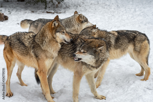 Grey Wolf (Canis lupus) Pack Comes Together Sniffing and Snarling Winter © hkuchera