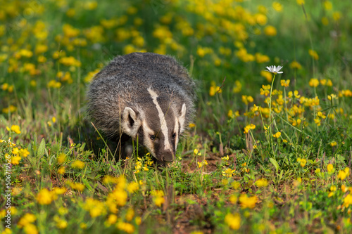 North American Badger (Taxidea taxus) Walks Forward Nose to Flowers Summer