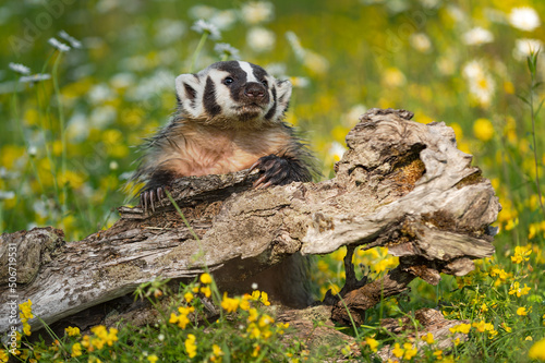 Fototapeta Naklejka Na Ścianę i Meble -  North American Badger (Taxidea taxus) Leans Over Log Nose Up Summer