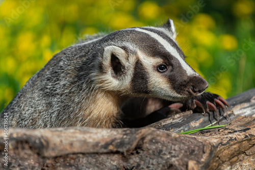 North American Badger (Taxidea taxus) Leans Over Log Claws Extended Summer © hkuchera