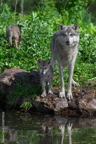 Grey Wolf (Canis lupus) Adult and Pup Look Out 2nd Pup Walks Away Summer
