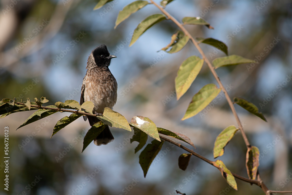Naklejka premium bird on a branch