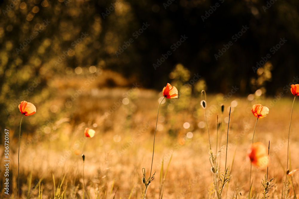 Fototapeta premium field of poppies
