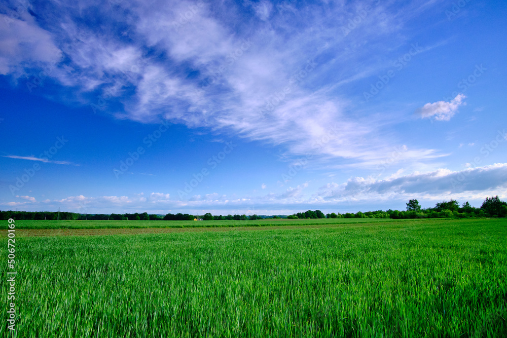 green field and blue sky