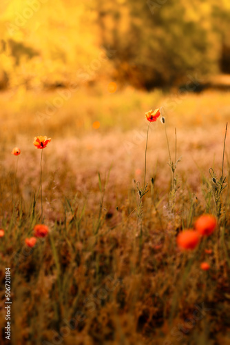 field of poppies © Łukasz Andrzejewski