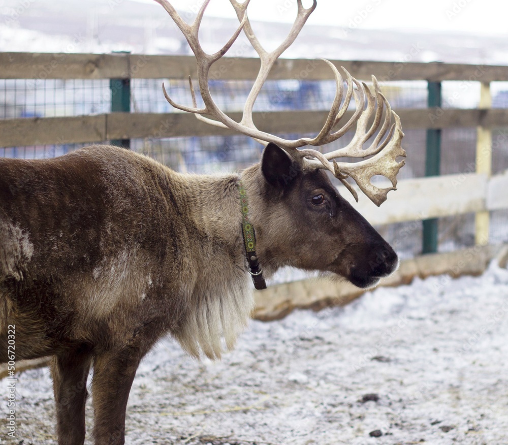 Fototapeta premium Reindeer in the reserve on the Kola Peninsula