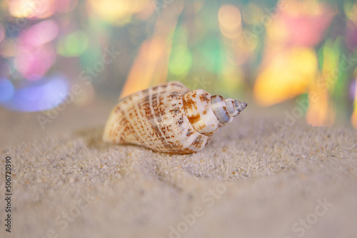 Closeup photography of seashell,staying in sand.Summer vacantion concept.