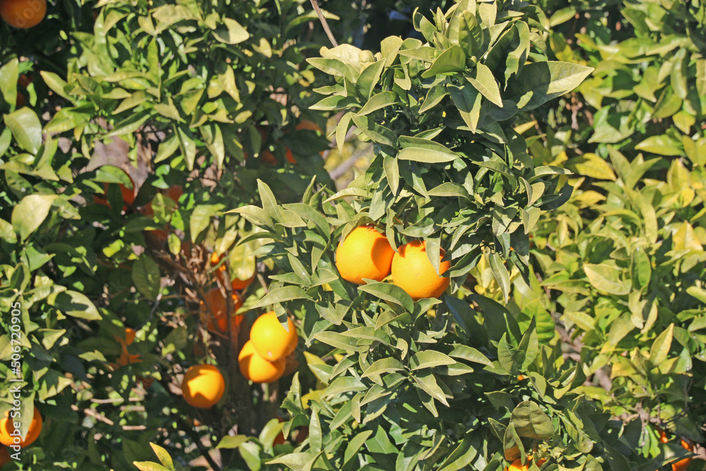 oranges in the tree