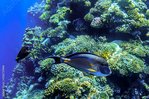 Egypt, Sharm El Sheikh, Sinai, blue-striped surgeon fish (Acanthuridae) swims in the Red Sea against the background of corals.