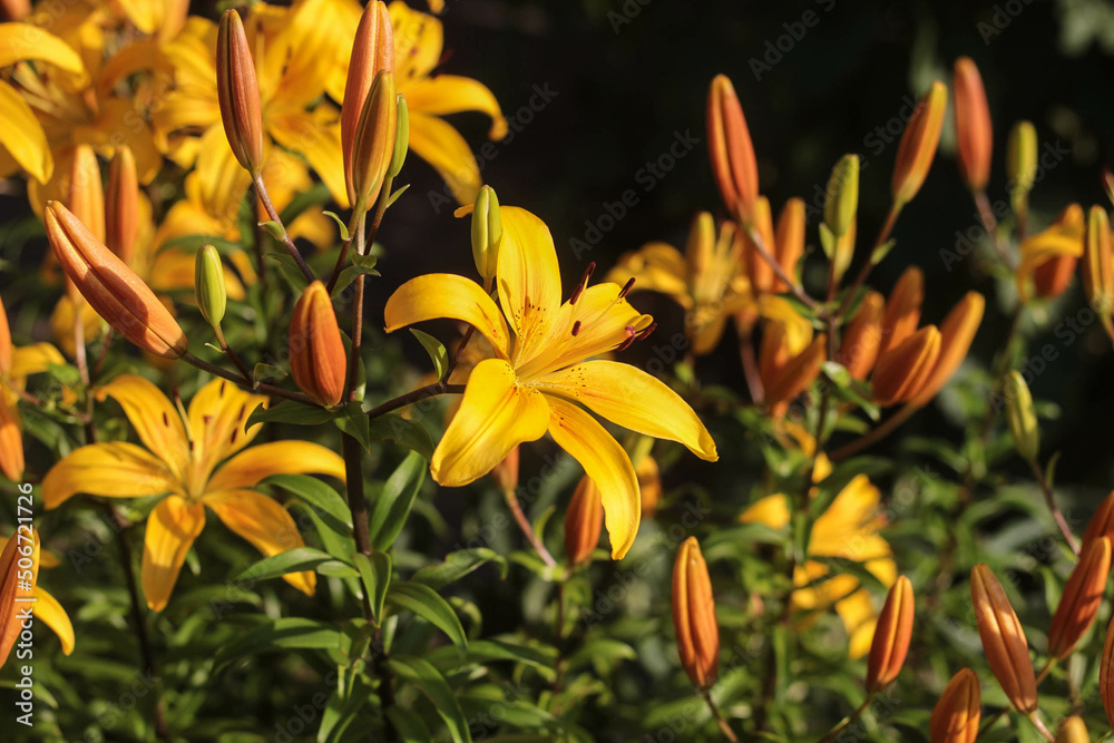 gentle warm yellow lily flowers in the sun gentle warm yellow lily flowers in the sun