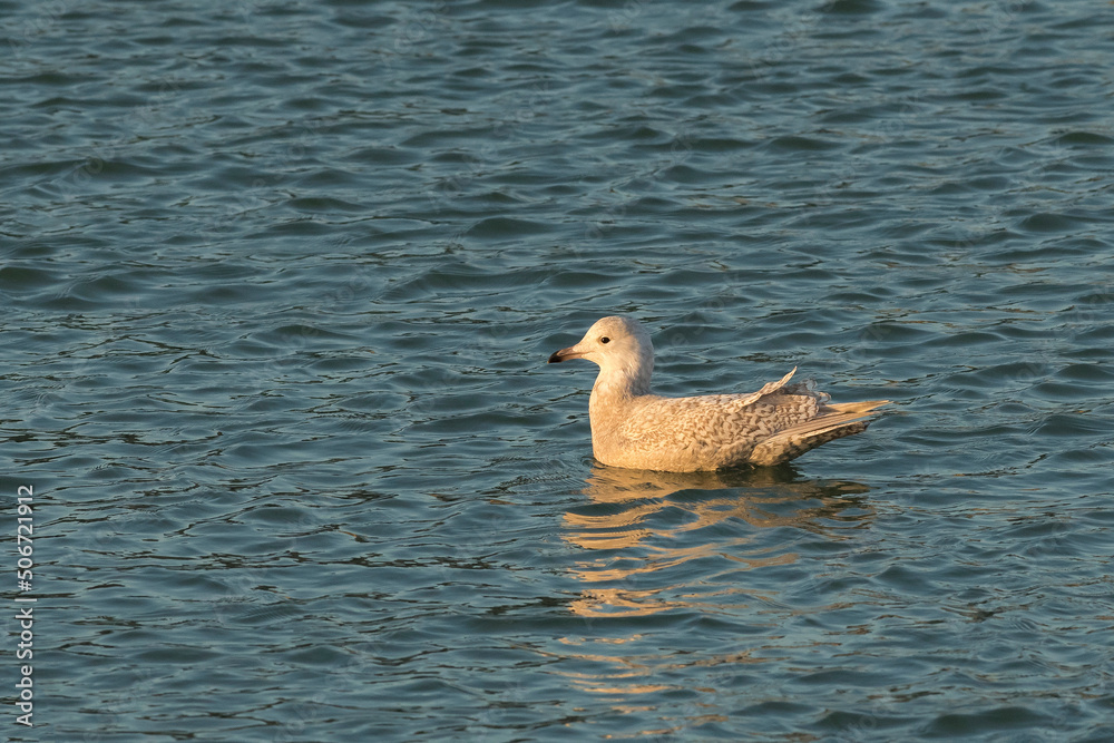 Iceland Gull (Larus glaucoides) juvenile in 2nd winter plumage swimming in water of a harbour Iceland Gull (Larus glaucoides) juvenile in 2nd winter plumage swimming in water of a harbour