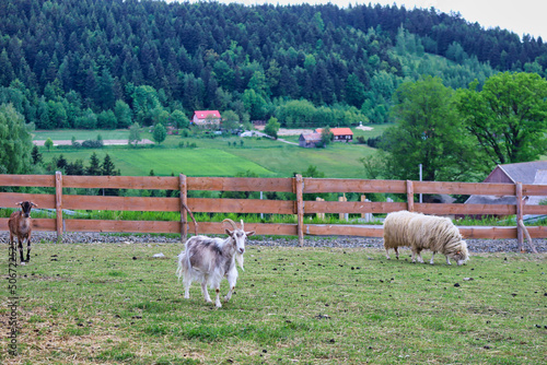 rams and goats in the agritourism farm