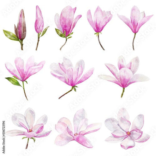Watercolor botanical set of pink magnolia flowers 