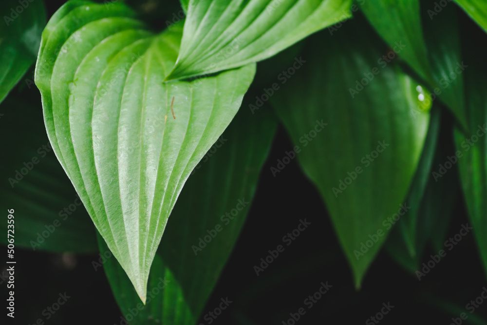 Obraz premium Forest lily leaves pattern background, natural black background and Wallpaper, postcard.