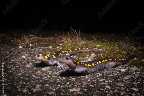 Spotted salamanders migrating across a road at night 