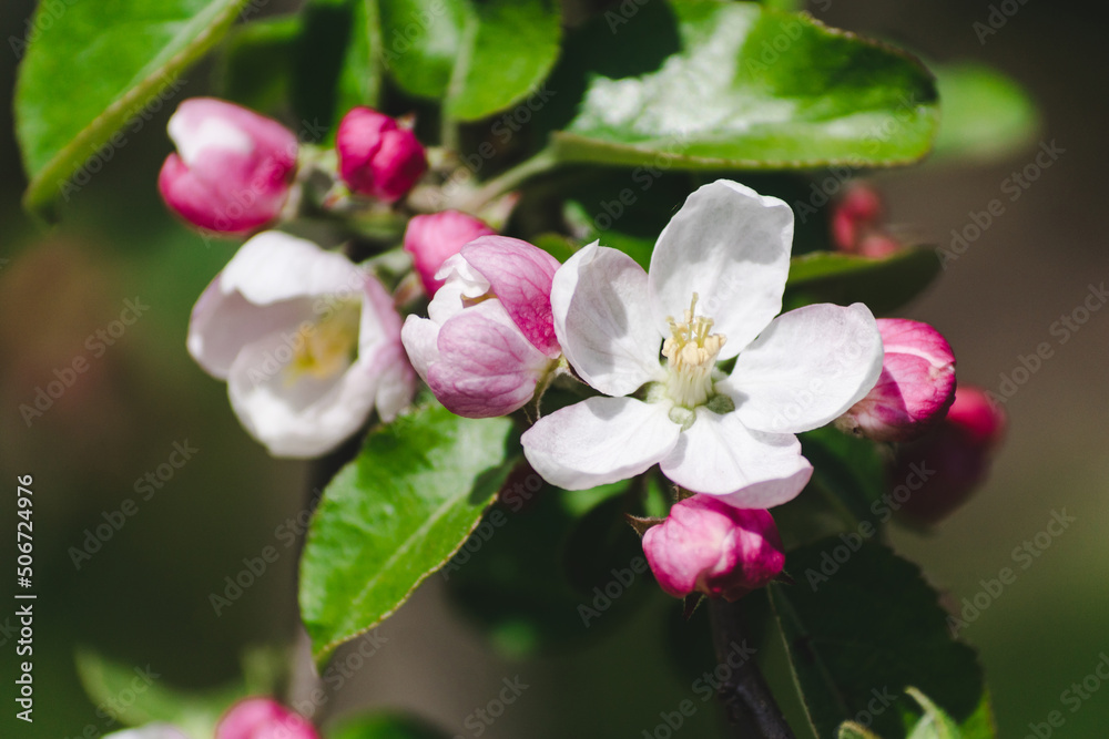 Fototapeta premium Pink flowers and buds of a blossoming apple tree on a blurred natural background