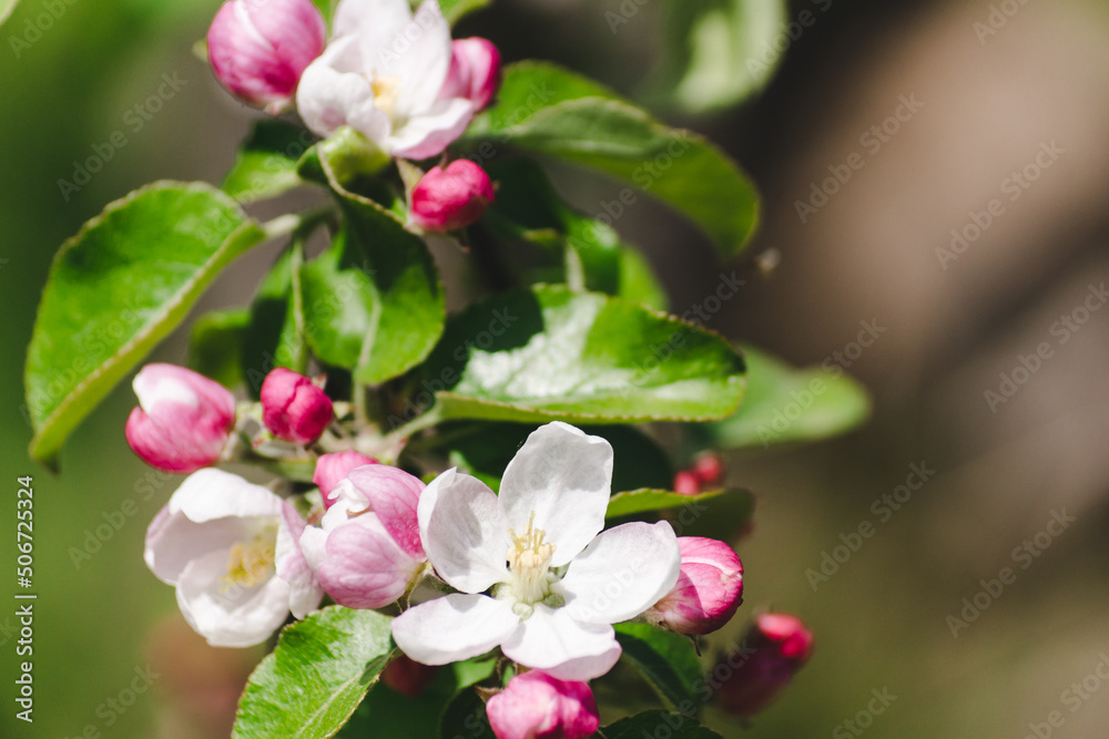 Pink flowers and buds of a blossoming apple tree on a blurred natural background Pink flowers and buds of a blossoming apple tree on a blurred natural background