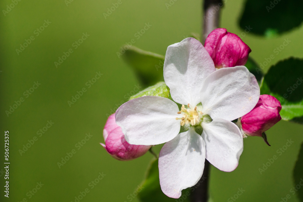 Obraz premium Pink flowers and buds of a blossoming apple tree on a blurred green natural background