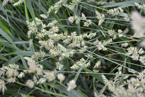 Flowering fodder grass Dactylis glomerata photo