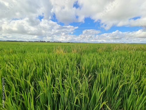 green grass and blue sky