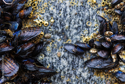 mussels on the beach photo