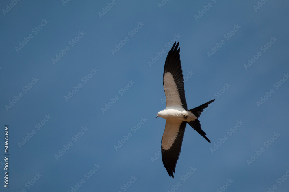 Fototapeta premium gavião-tesoura