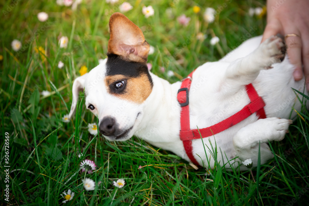 jack russell terrier leży na plecach w trawie i odsłania brzuszek do pieszczot jack russell terrier leży na plecach w trawie i odsłania brzuszek do pieszczot