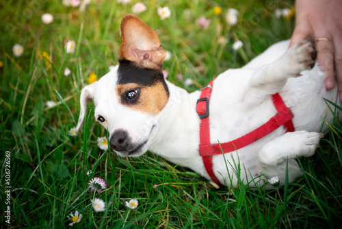 jack russell terrier leży na plecach w trawie i odsłania brzuszek do pieszczot © nitka_zaplatana