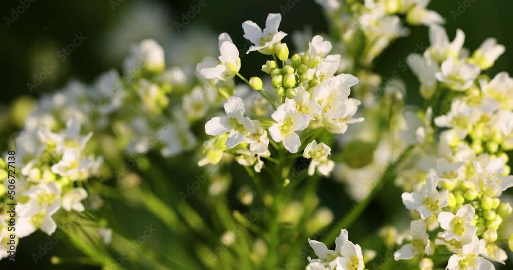 White horseradish flowers close up in the field. Sunset backlight. Slow motion video. White horseradish flowers close up in the field. Sunset backlight. Slow motion video.