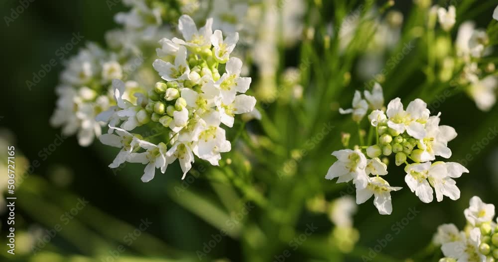 White horseradish flowers close up in the field. Sunset backlight. Slow motion video. White horseradish flowers close up in the field. Sunset backlight. Slow motion video.