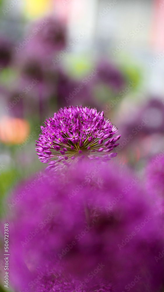 Fototapeta premium pink bud of decorative onion . side view. allium