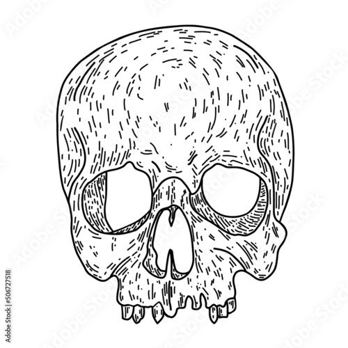 Black and white human skull without a lower jaw. Vector line-art illustration