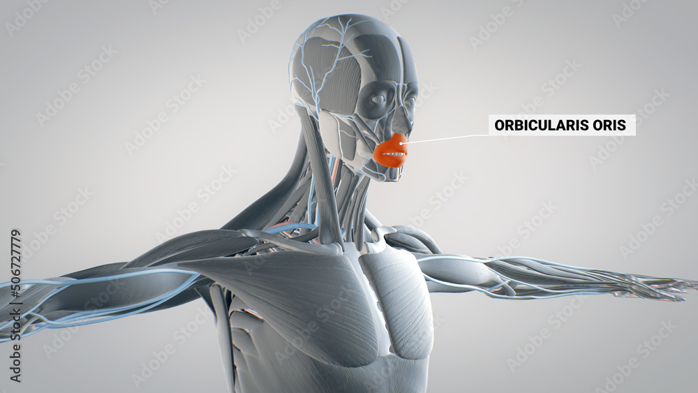 Musculus Orbicularis Oris Detailed Display Of Face Muscles Human 