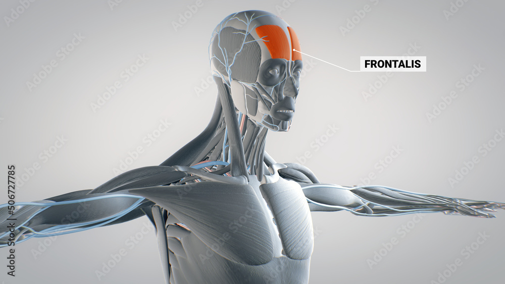 frontalis, muscles of the face, detailed display of face muscles, human muscular system, 3D