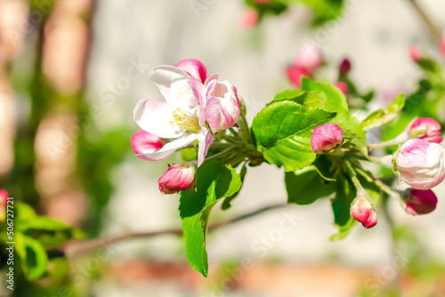 Blooming apricot, apple, pear, cherry tree at spring, pink white flowers plant blossom on branch macro in garden backyard in sunny day close up. nature beautiful landscape