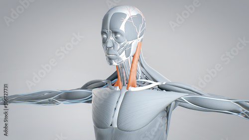 sternocleidomastoid, human muscular system, 3D human anatomy, 3D render photo