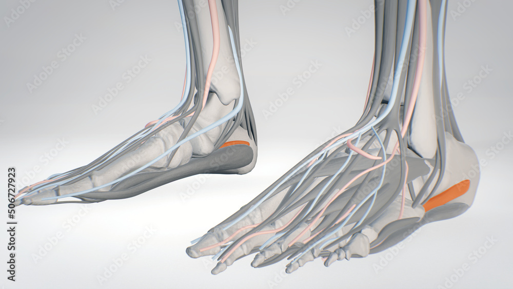 Muscles of the foot and calf muscles, detailed display of muscles ...