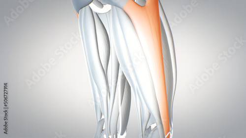 leg muscles, tensor fasciae latae, detailed display of muscles, human muscular system, 3D human anatomy, 3D render photo