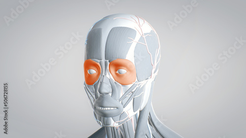 orbicularis oculi, muscles of the face, detailed display of face muscles, human muscular system, 3D human anatomy, 3D render
